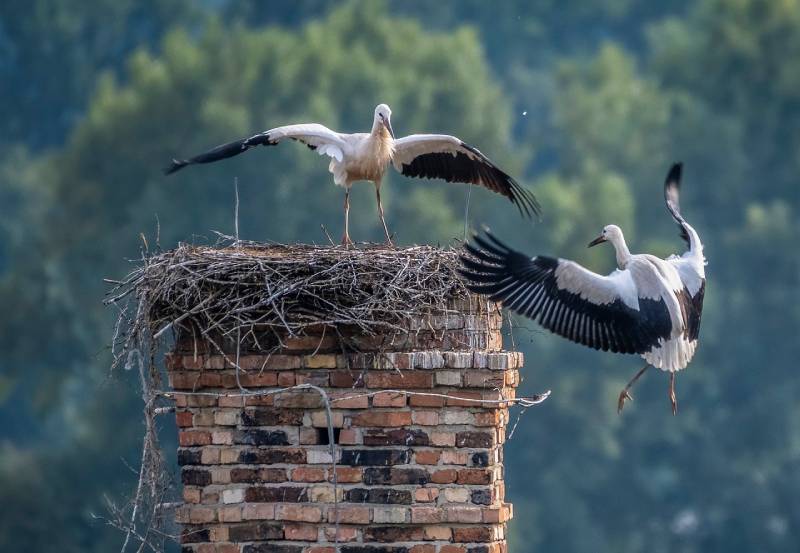 Professional Chimney Animal Removal Services in River Forest, Illinois