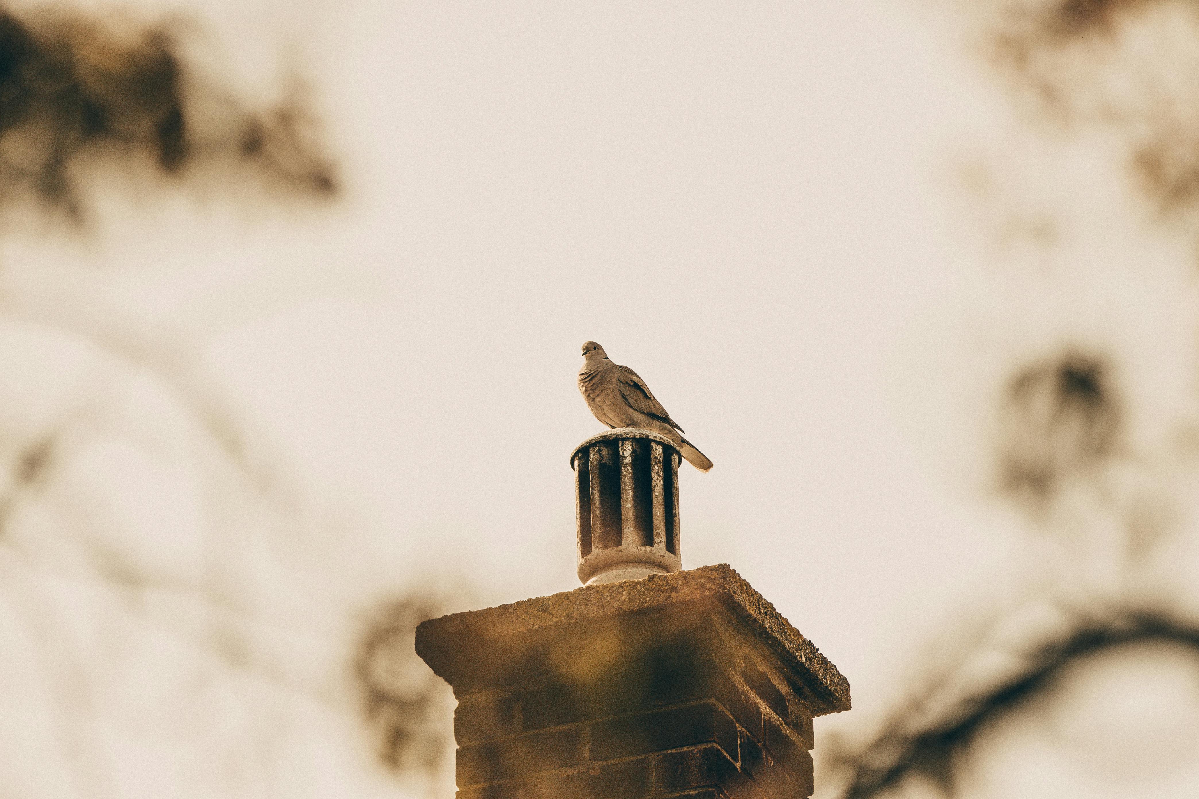 Professional Chimney Cap and Damper In River Forest Illinois